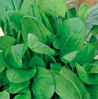 Щавель Широколистный 100г