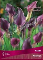 Калла Аметист 14/16