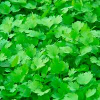 Кориандр Карибе 400г