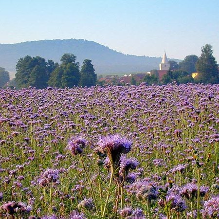 Семена фацелии 30г Семена фацелии 30г