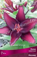 Лилия Азиатская Маскара 3шт 