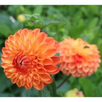 Георгина шаровидная Сильвия (I) 1 шт 835320