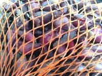 Лук-севок Кармен МС - 1кг+-10%