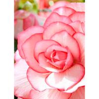 Бегония Бутон де Роуз (5/6) 1 шт 842195