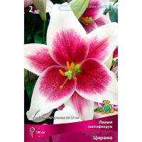 Лилия Лонгифлорум Цирано