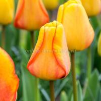 Тюльпан Дарвинов гибрид Блашинг Апелдорн (12+) 5 шт