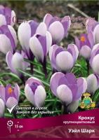 Крокус Крупноцветковый Уэйл Шарк (10шт, 7/8) 839668