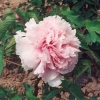 Пион древовидный Букет Розовых Гвоздик