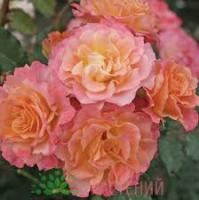 Роза парковая Кордес Ландлуст