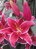 Лилия Восточная Вангелис (16/18) 1шт