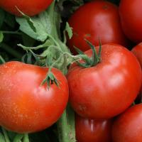 Томат Лоджейн F1 1000шт