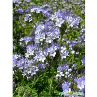 Семена фацелии 30г Семена фацелии 30г