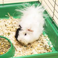 Морская свинка