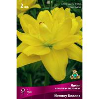 Лилия Азиатская махровая Йеллоу Белиз (14/16) 2 шт