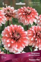 Георгина декоративная Ларриз Лав (I) 1 шт