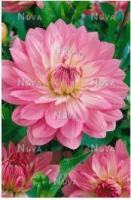 Георгина декоративная Кристина (I) 1 шт