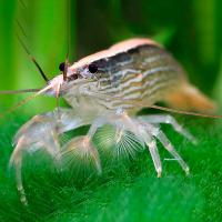 Креветка фильтратор S Креветка фильтратор S