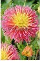 Георгина кактусовая Фринджд Стар (I) 1 шт