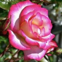 Саженцы Роза плетистая Хэндэль