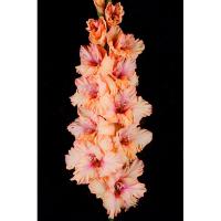 Гладиолус Крупноцветковый Пока Горит Свеча 