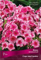 Флокс метельчатый Старс энд Страйпс (I) 1 шт