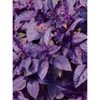 Базилик Арарарт 50 г