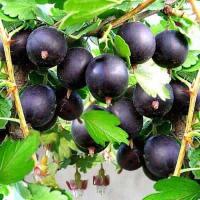 Крыжовник Консул средний