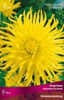 Георгина полукактусовая Кеннемерланд (I) 1 шт 