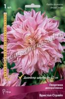Георгина декоративная Бристол Страйп (I) 1 шт