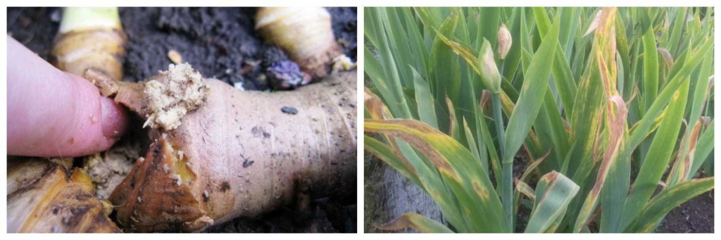 заболевание.jpg заболевание.jpg