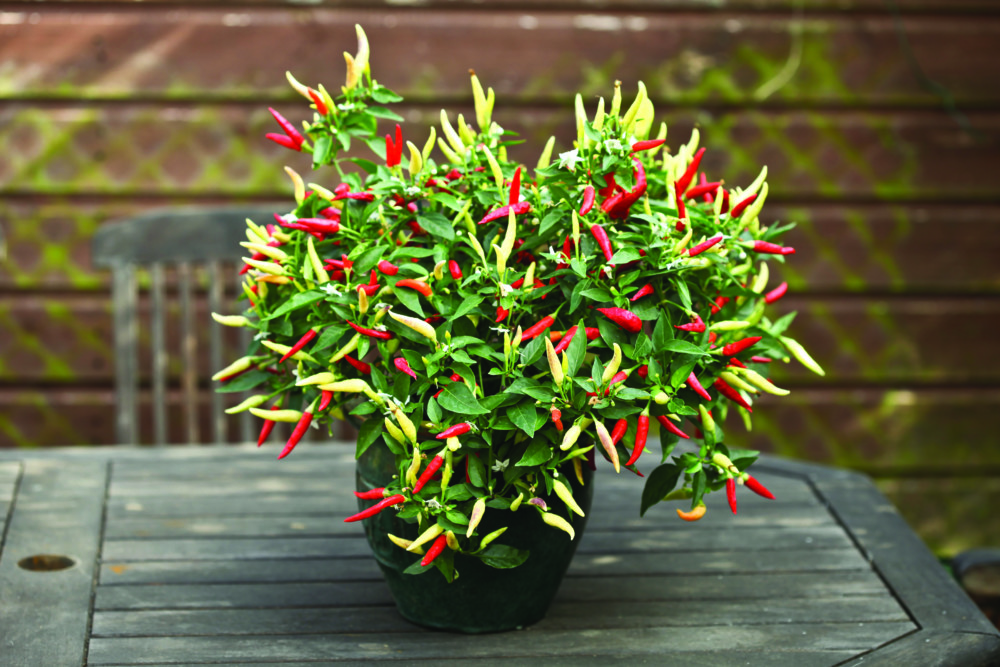 огород на подоконнике