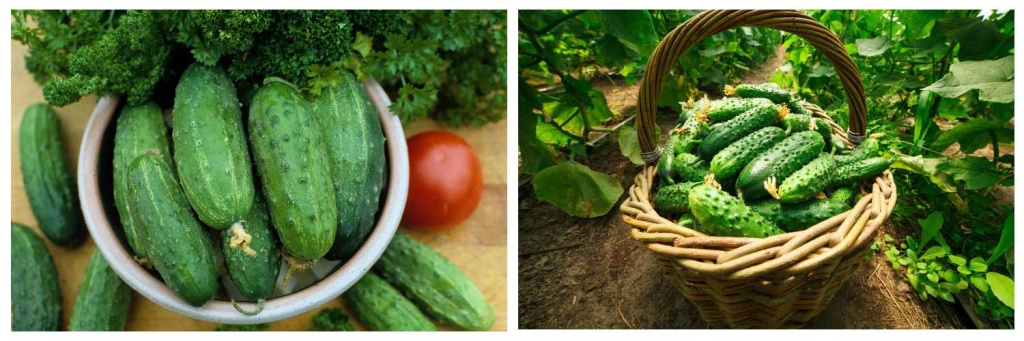 огурцы-на-столе.jpg огурцы-на-столе.jpg