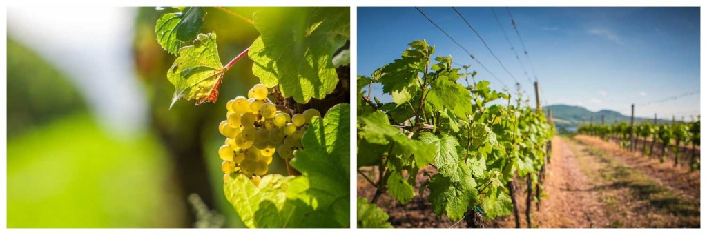 виноградник.jpg виноградник.jpg