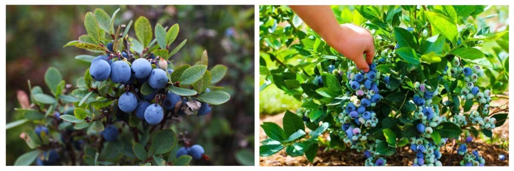 посадка-голубики.jpg посадка-голубики.jpg