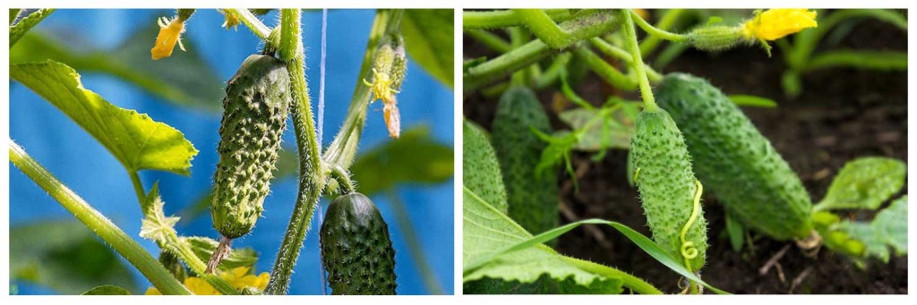 огурцы-6.jpg огурцы-6.jpg