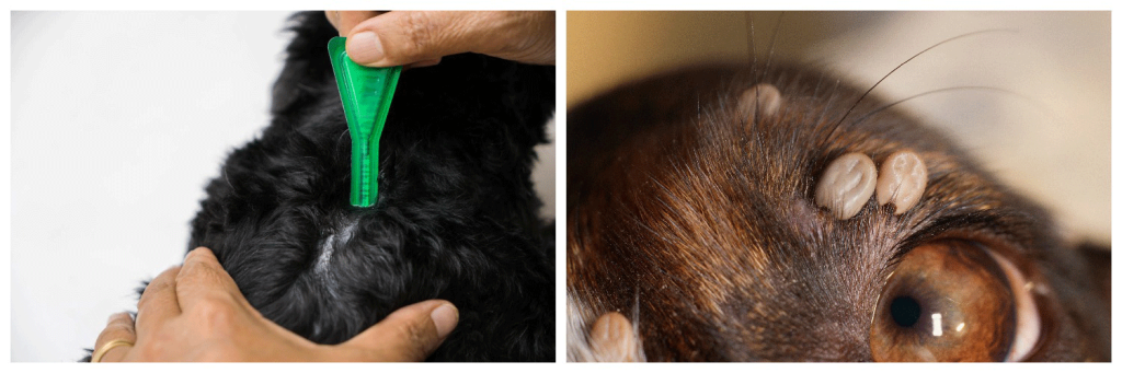 клещи3.png клещи3.png