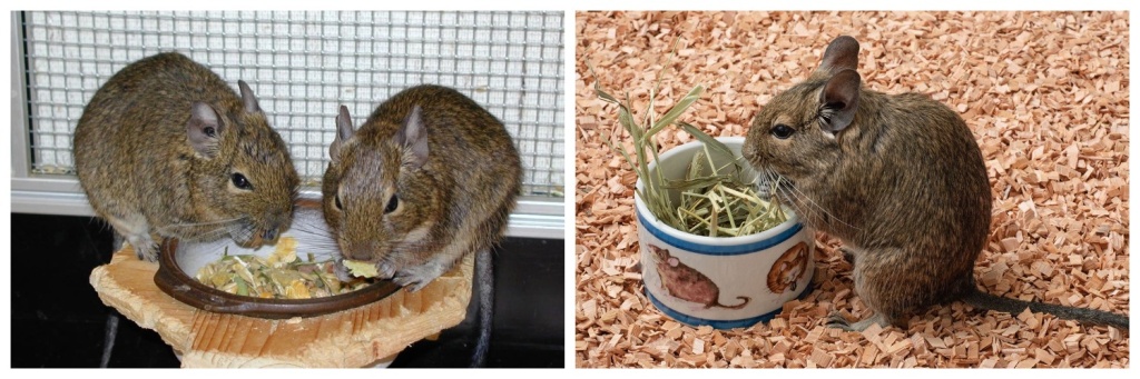 еда.jpg еда.jpg