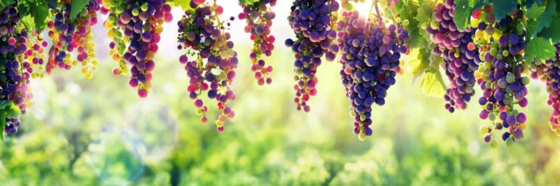 виноград.jpg виноград.jpg