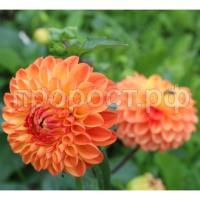 Сильвия Сильвия