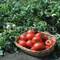 Томат Полбиг F1 1г Томат Полбиг F1 1г