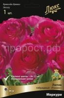 lutik_romans_mercury_kaper