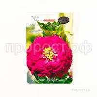 Цинния Мишутка пурпурная 201 Каприс