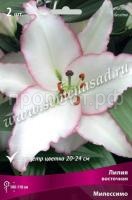 Лилия Восточная Милессимо (14-16) 2 шт 736122