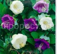 cathedral-bells-seklos cathedral-bells-seklos