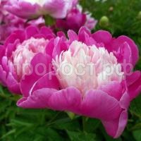 пион гей пари1 пион гей пари1