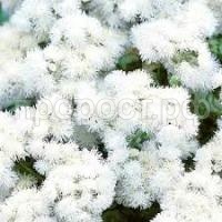 Без названия (8) Без названия (8)