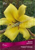 Лилия Трубчатая Голден Сплендор (12-14) 5 шт 717829
