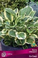 Хоста гибридная Со Свит