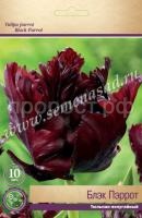 Тюльпан Попугайный Блэк Пэррот (тёмно-бордовый, 10шт, 11-12) 732383 Тюльпан Попугайный Блэк Пэррот (тёмно-бордовый, 10шт, 11-12) 732383