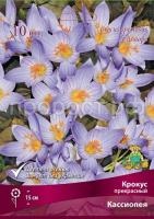 krokus_prekrasn_cassiope_kaper